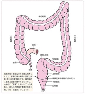大腸の区分